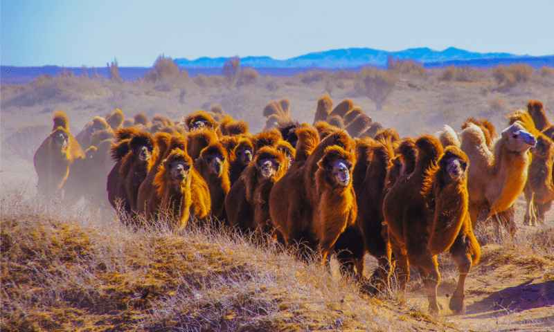 戈壁红驼入选2023年全国土特产