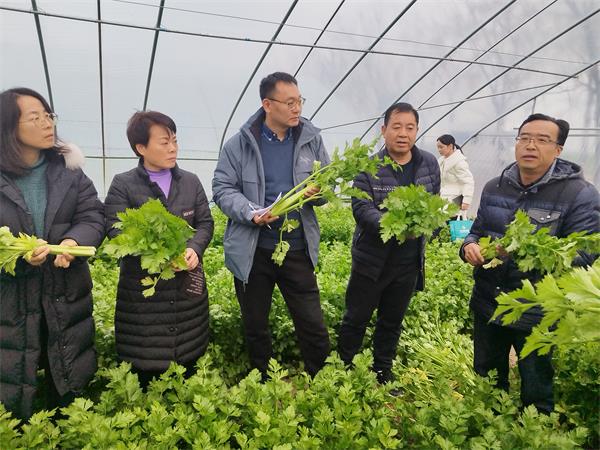 体系岗位专家茆振川研究员,高淼副研究员,河南省农业大学杨路明教授