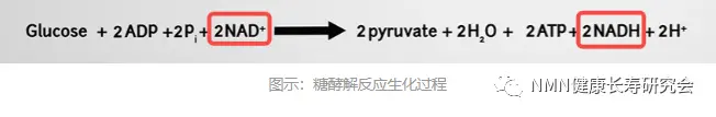 atp在我們機體的日常工作中的功能是無處不在的,我們血液中的營養物質