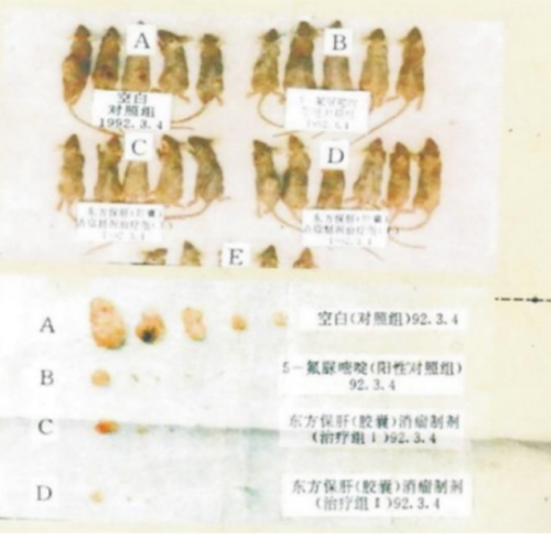 高國俊教授守正創新研發中醫抗癌新藥複方錢駝膠囊