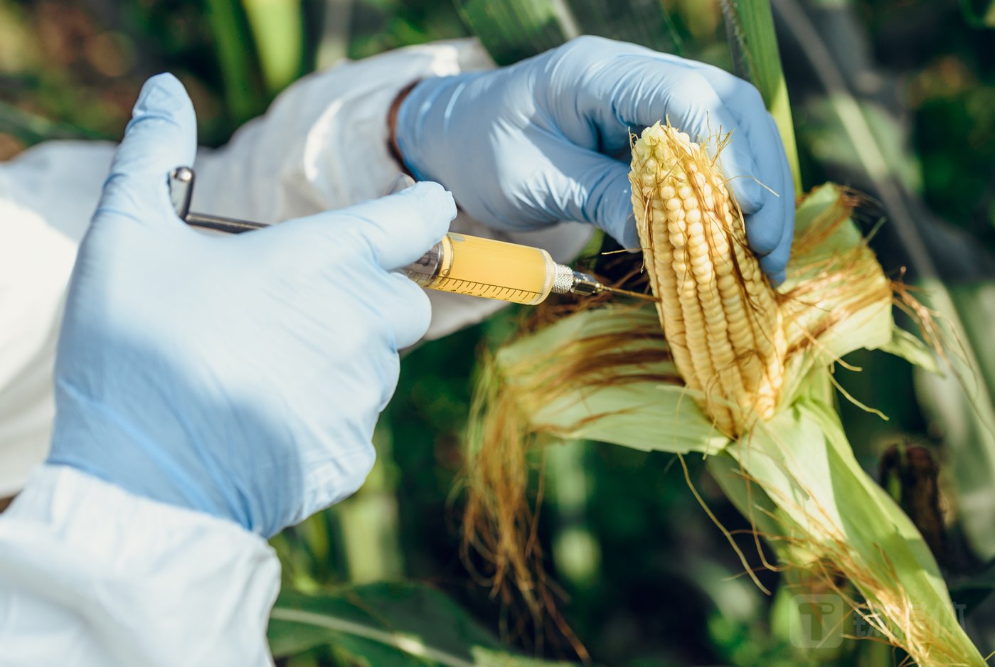 隆平高科实现扭亏为盈机构看好转基因玉米商业化钱景