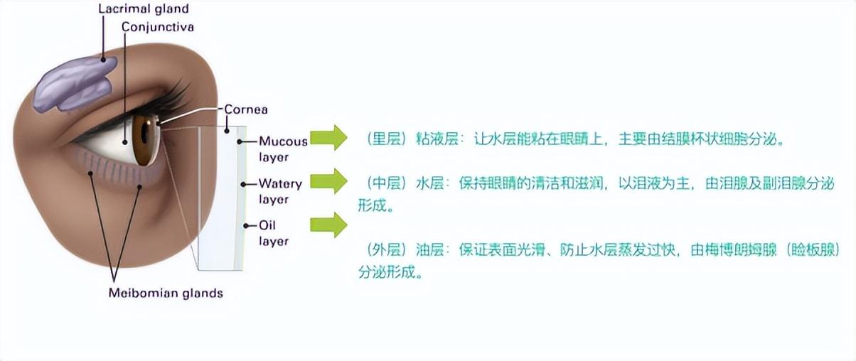 官宣浙江大學茶葉研究所發佈新品豪眼力潤眼茶含片