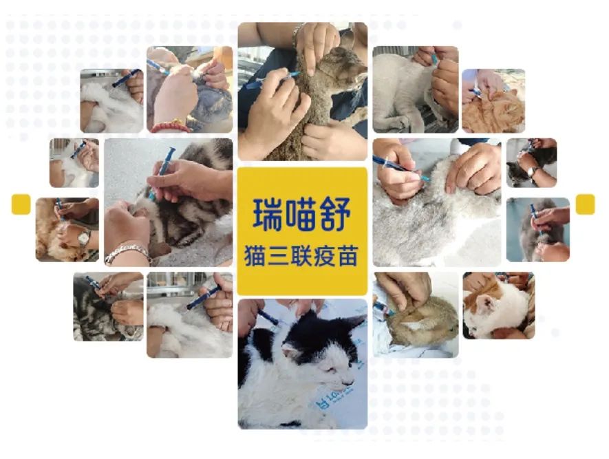 重磅！国内首批！瑞普生物猫三联成功上市！_财富号_东方财富网