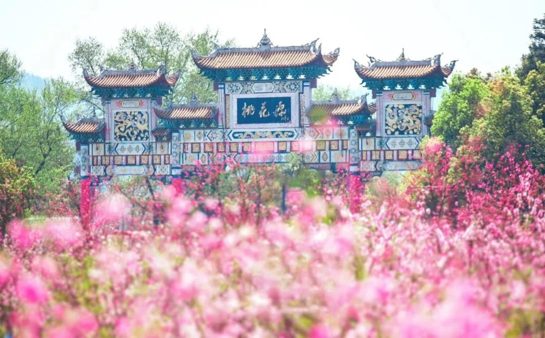 桃花源携手武陵红打造最美沉浸式茶文化旅游精品