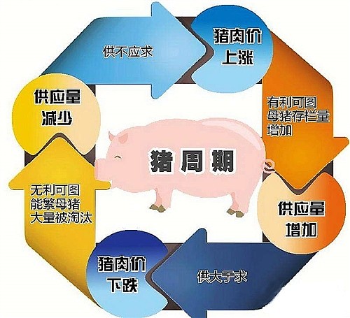 豬週期磨底何時是個頭2024豬價或起底回升