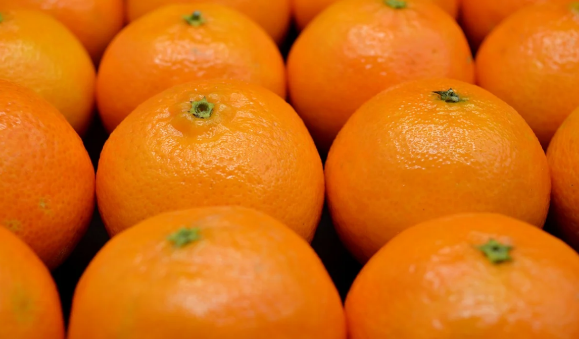 柑橘类手抄报图片