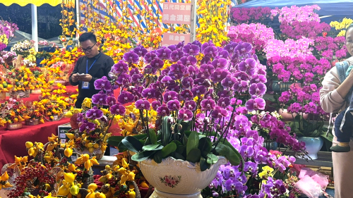 龙腾禺悦花开万博2024番禺迎春花市热闹开档