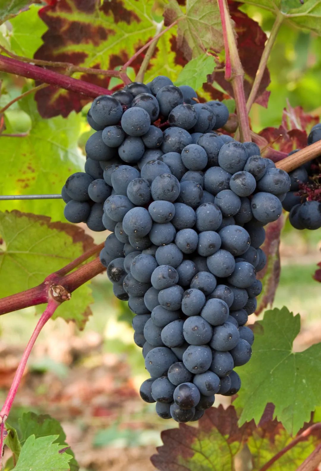 美酒中国葡萄酒的新脉搏