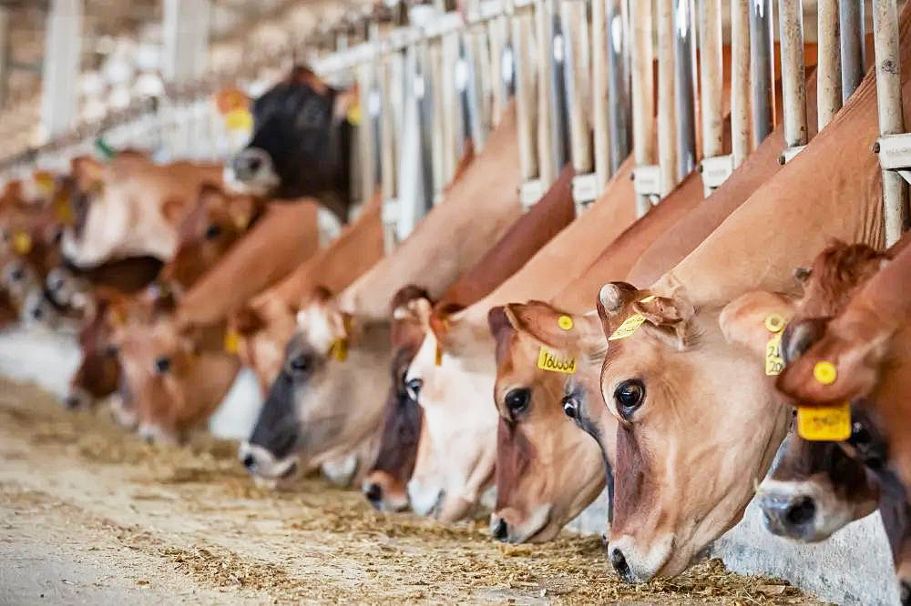 辉山奶粉深耕珍稀娟姗奶源全产业链一体化启动发展新征程