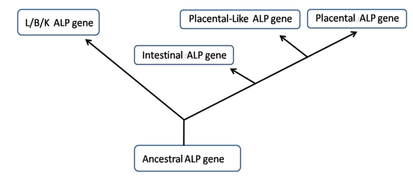 ALPPL2/ALPP: 具有肿瘤特异性的潜力靶点_财富号_东方财富网