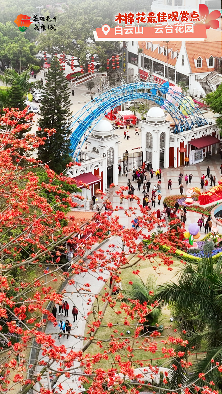 英雄城寻英雄花广州最佳木棉赏花路线来啦