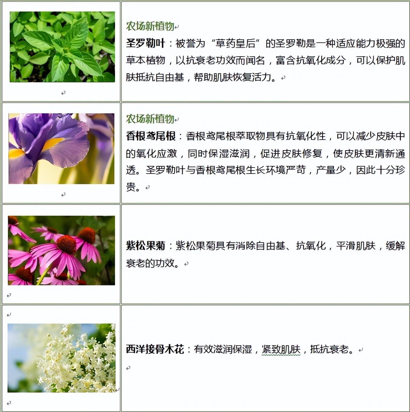 由茱莉蔻活机农场出产的新植物圣罗勒叶及香根鸢尾,结合紫松果菊及