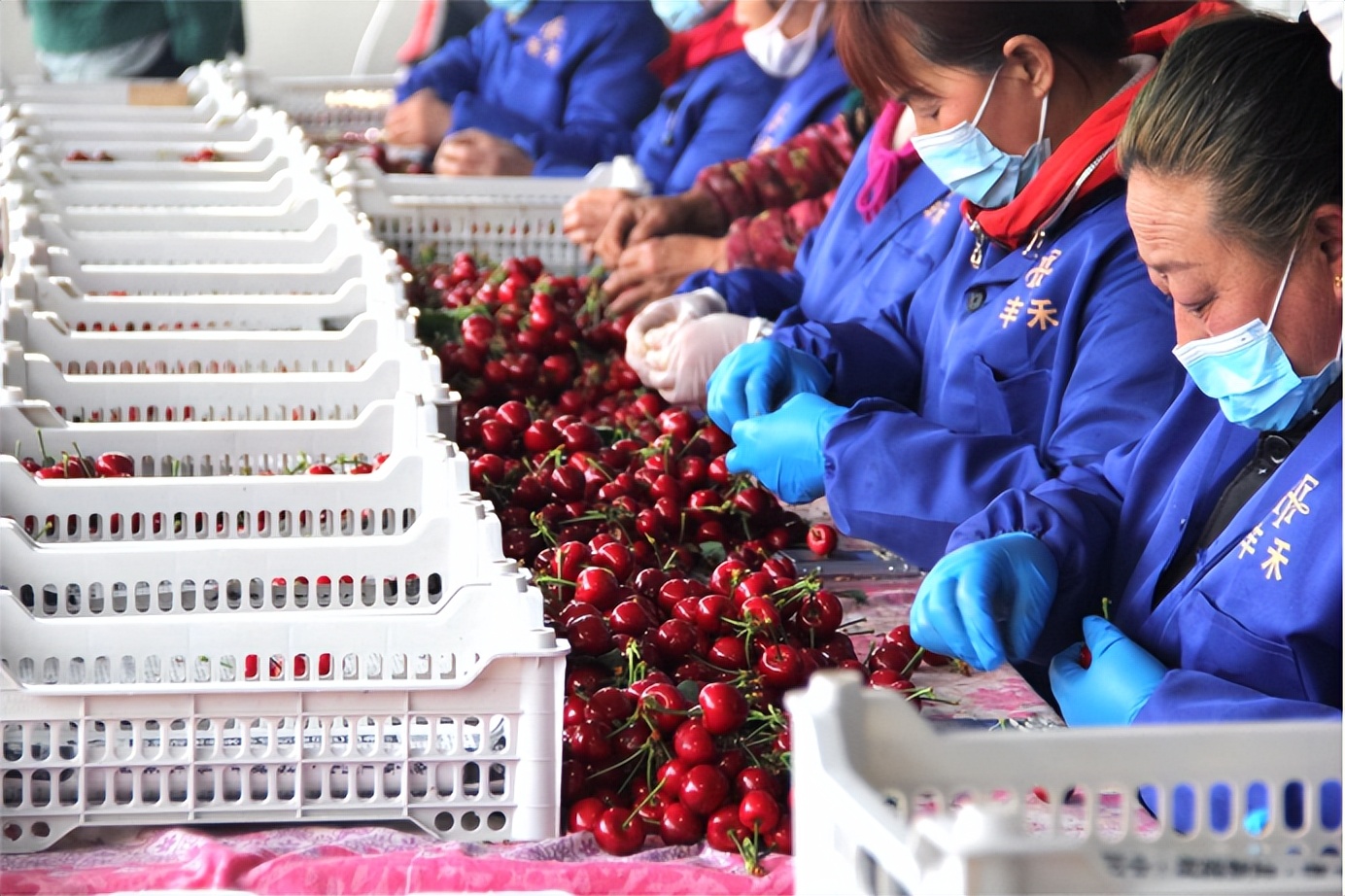 丰禾农业情系三农构建新发展格局专访大连丰禾精品果业集团有限公司总