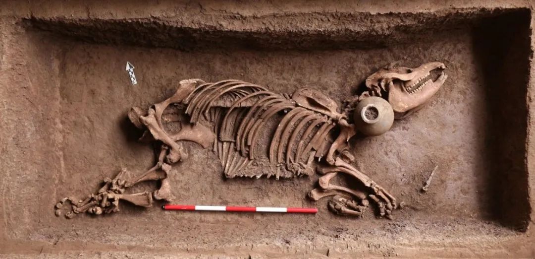 动物殉葬坑内的亚洲貘骨骼 图 / 考古陕西胡松梅表示:"貘与大熊猫都是