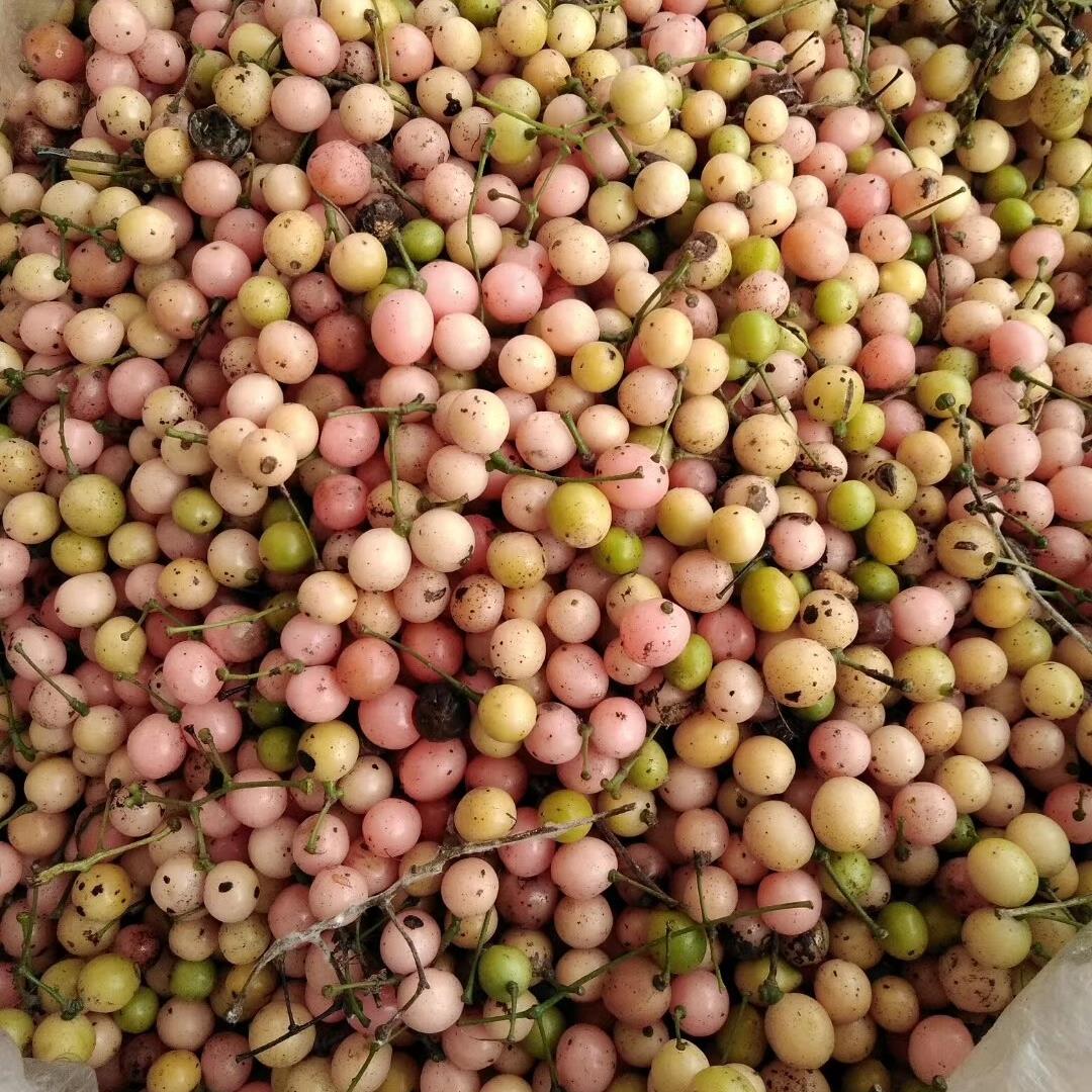 湖北天成地盛农业科技有限公司丨金果榄的种植及管理