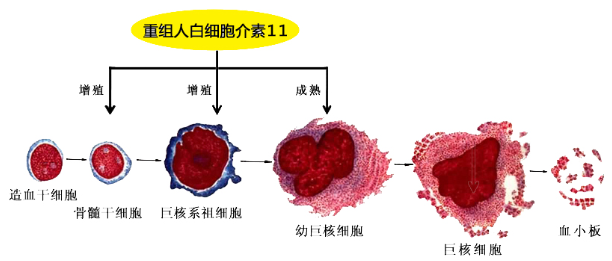 工作细胞巨核细胞图片