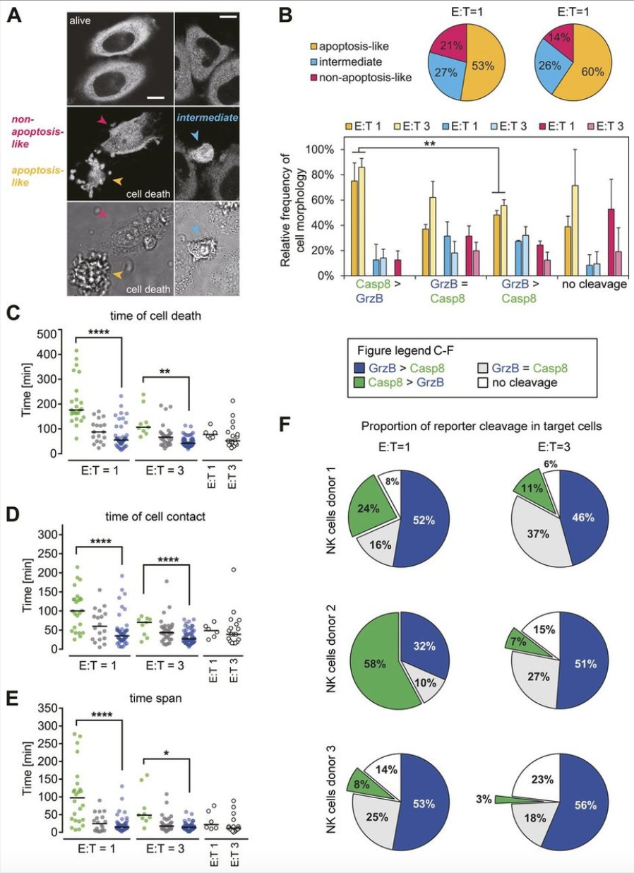 nk细胞控制肿瘤复发转移肿瘤的免疫治疗之道