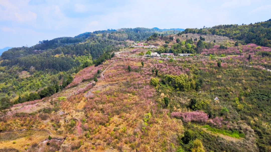 春日限定浪漫春风十里不如李此时永兴美如画快来打卡