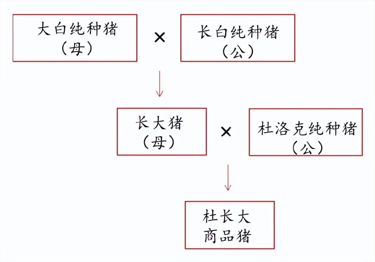 动物杂交育种遗传图解图片