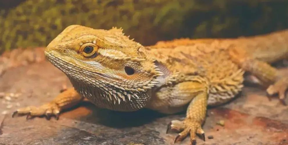 山羊个头变小了蜥蜴开始变性了全球变暖令人捧腹的10个影响每个都是大