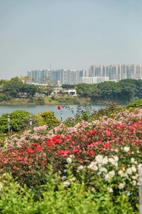 招商蛇口深圳公司激活精彩会展春天扑面而来