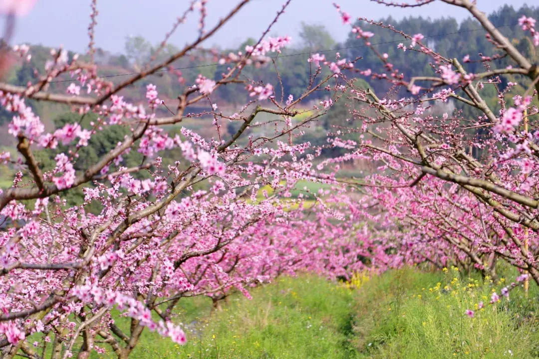 桃花树介绍图片