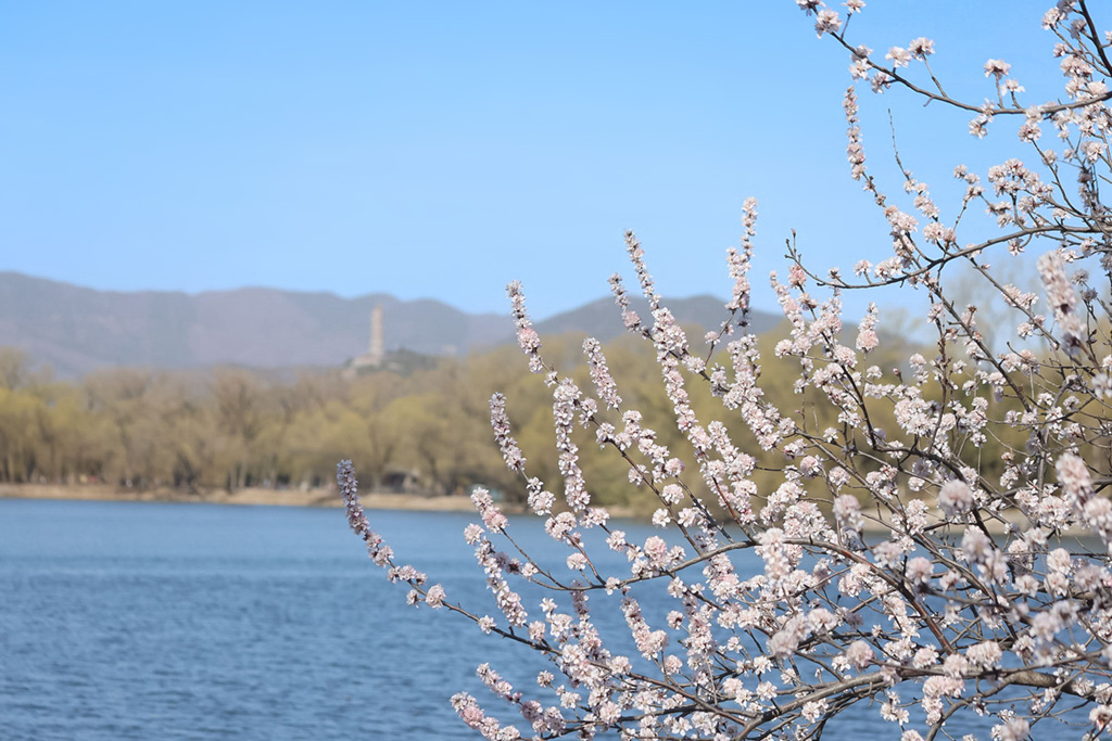 光影世界春风桃花西堤柳