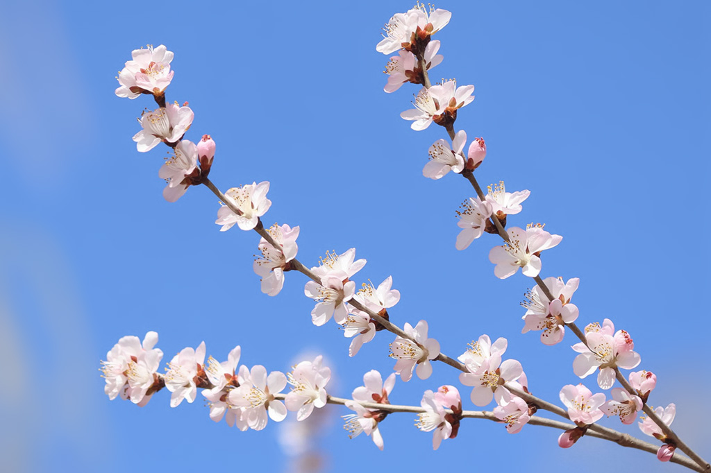 光影世界春风桃花西堤柳