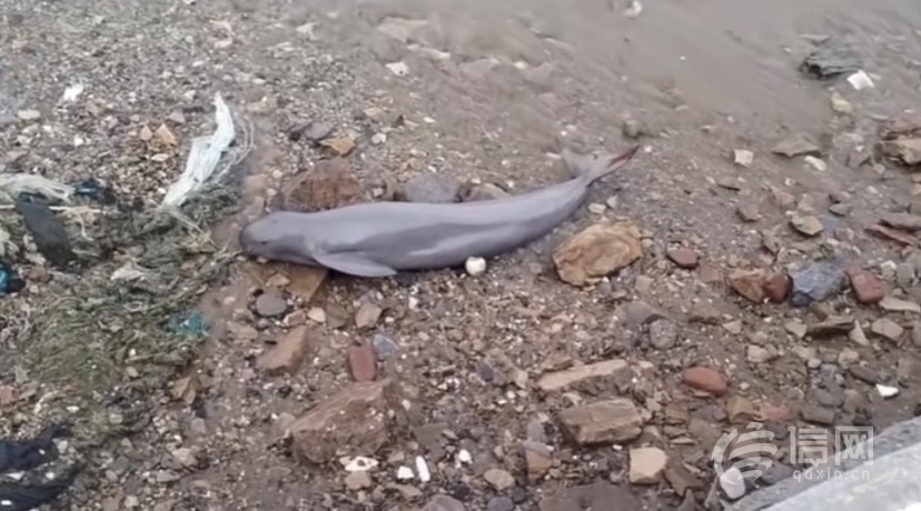 青岛西海岸新区龙湾景区一江豚搁浅热心市民曾试图援助