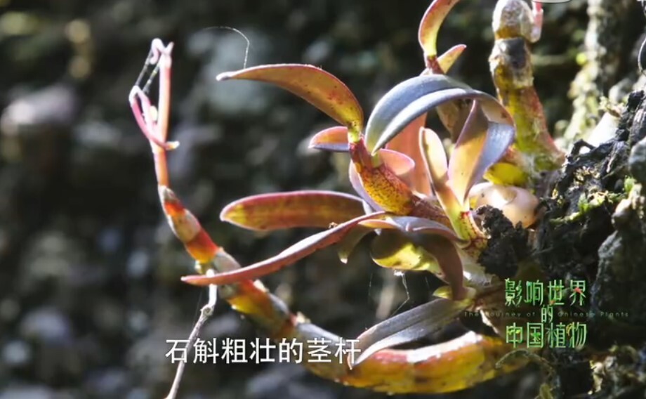 药食同源饮品传递健康新理念 "国草"引领中式养生新潮流