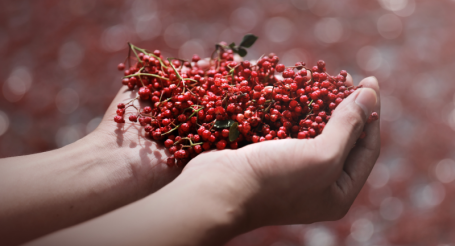 如实花椒美料美味引领香辛料初加工行业的出圈之路