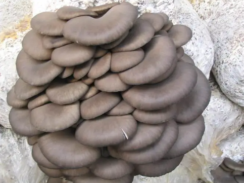 陕西蓝田蓝桥镇政府集体农户模式种食用菌460亩