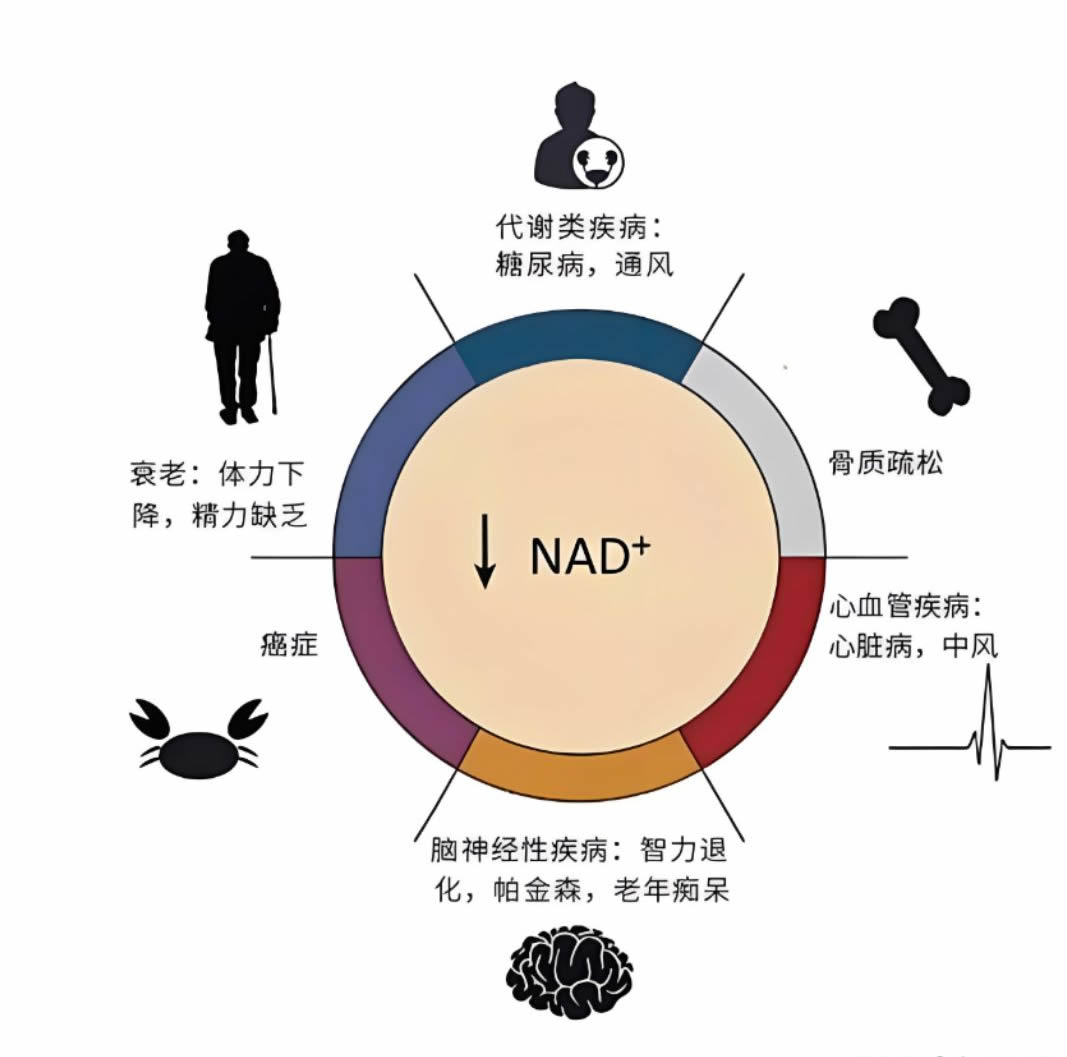 nmn概念股梳理