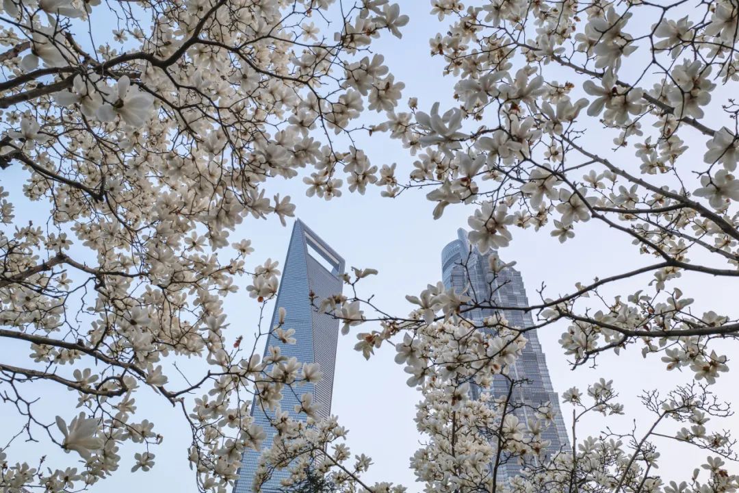 满城繁花上海为何钟爱白玉兰