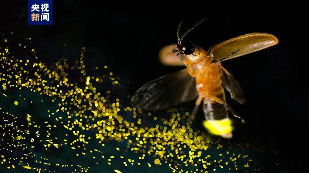 科学强国为什么现在很难见到萤火虫了