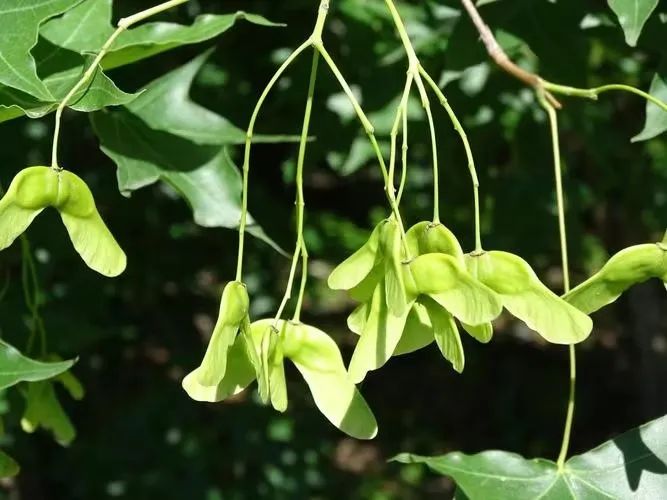 库宗桥镇书记洪桥一行莅临指导国富生物共植元宝枫助力美丽乡村建设