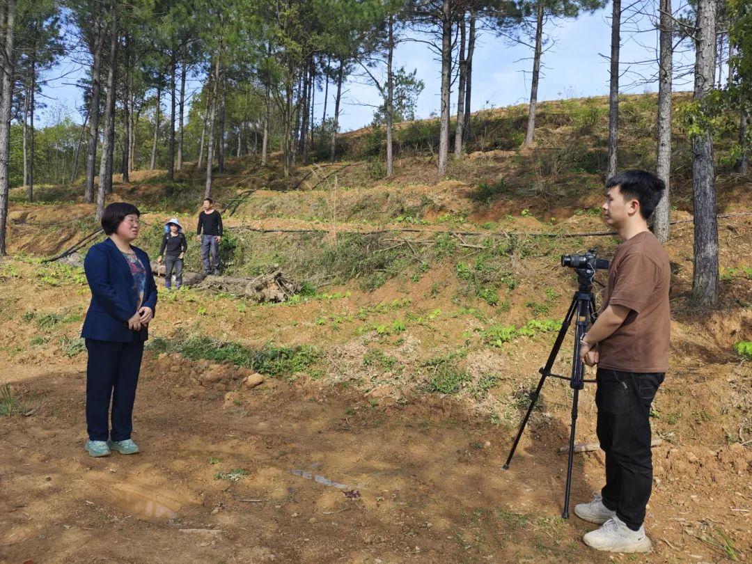 元宝枫生态种植探索元宝枫财富新模式专访衡阳国富生物公司总经理