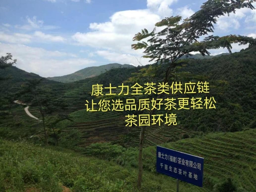 诗意人生品茗岁月探寻康士力的初心之路优质茶叶与卓越服务的完美结合