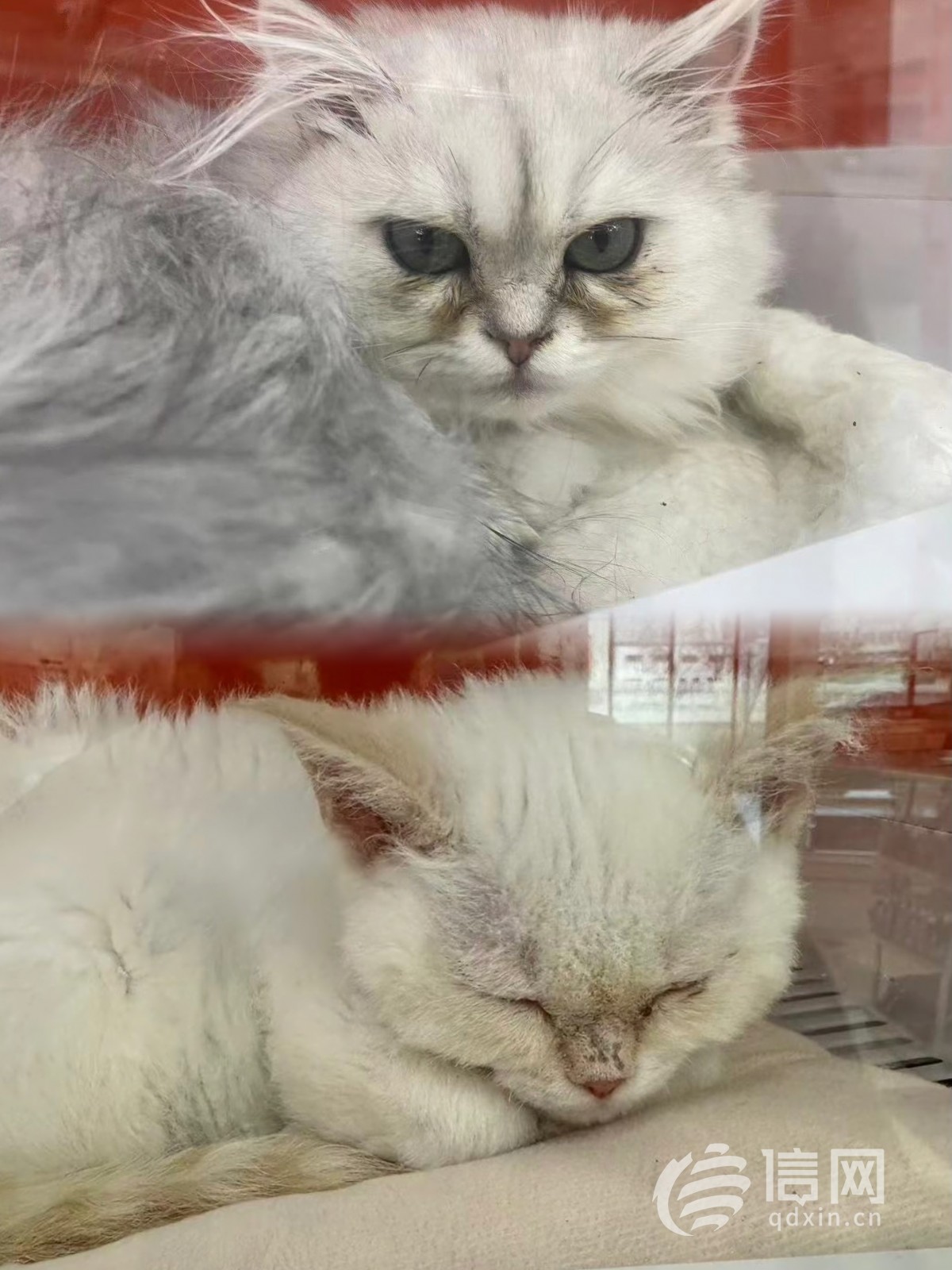 免费领养小猫咪暗藏套路猫猫贷套住消费者