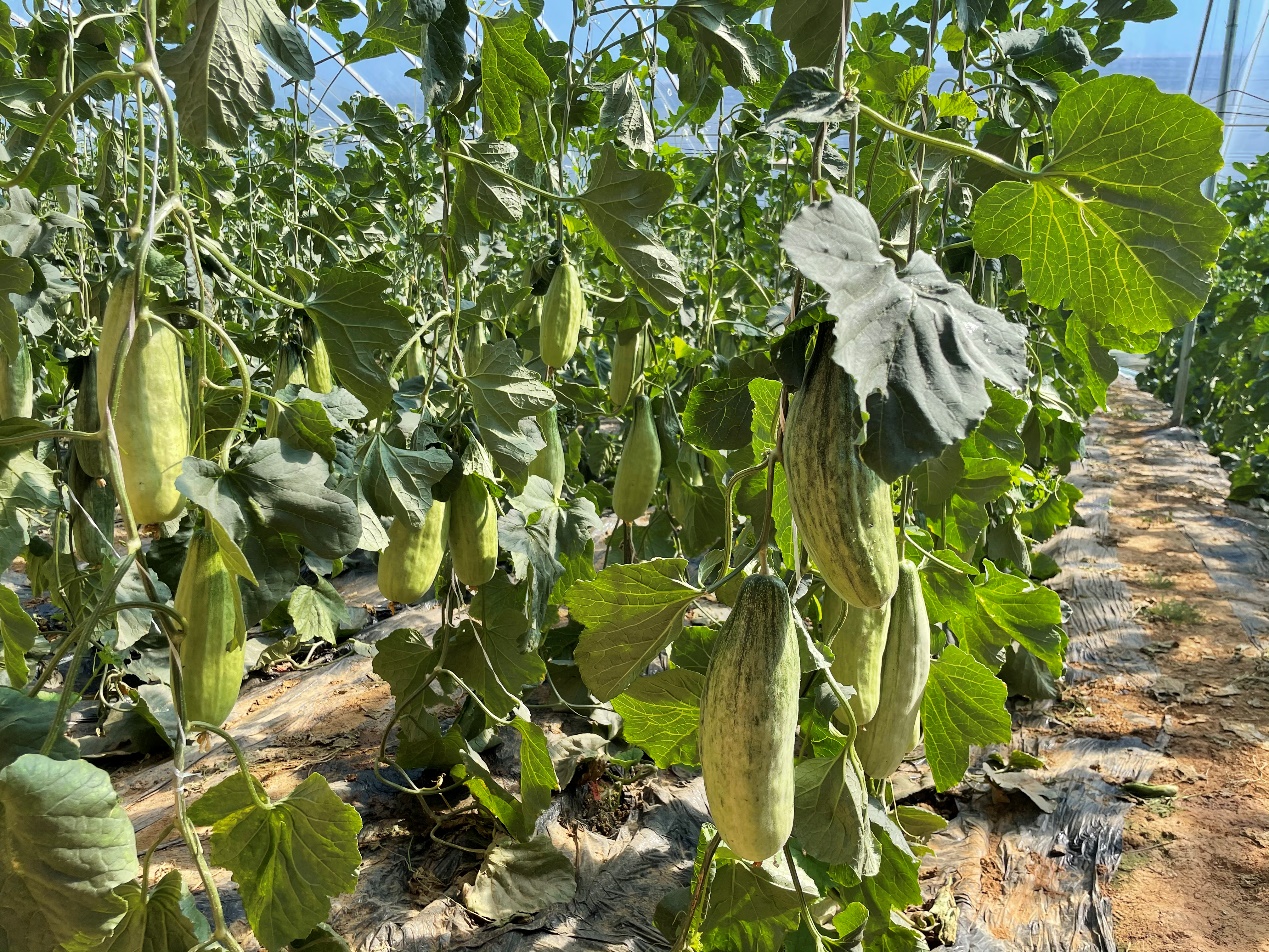 吃瓜时节,"农云行动"再赴山东谈瓜论果:品质密码也是流量密码