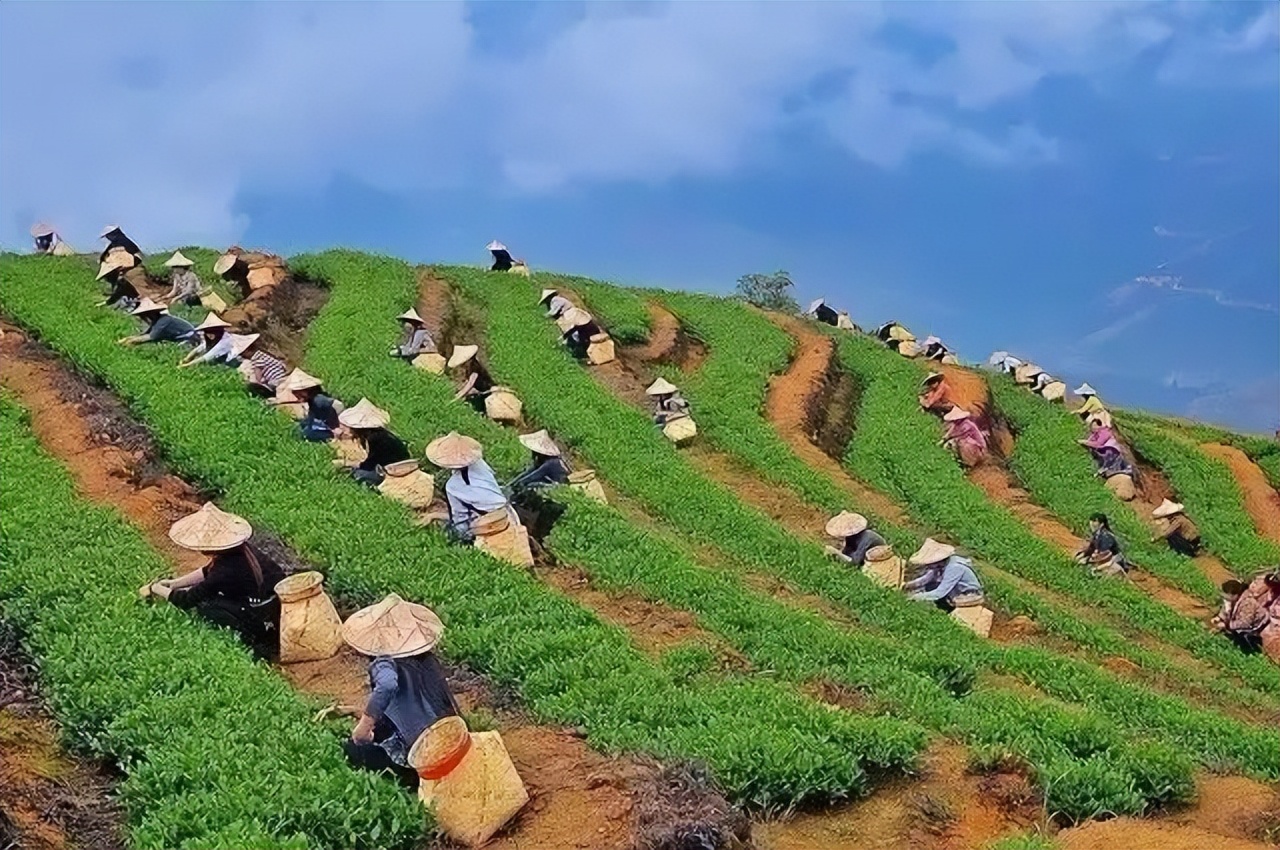 胡润茶企排行榜有多水