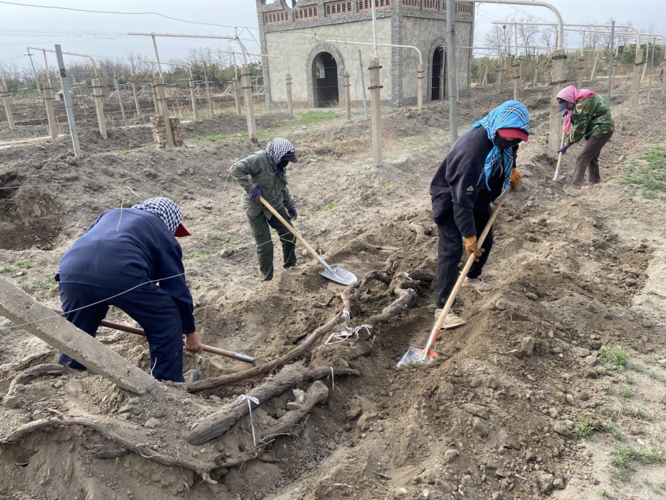贺东庄园专场葡萄展藤劳动竞赛赋能乡村振兴