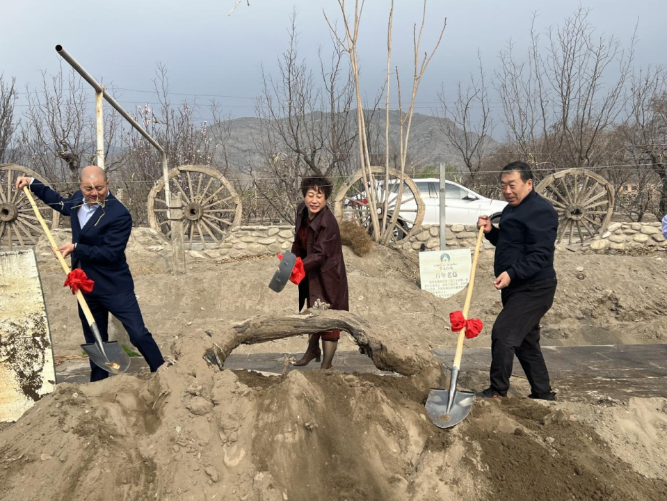 贺东庄园专场葡萄展藤劳动竞赛赋能乡村振兴