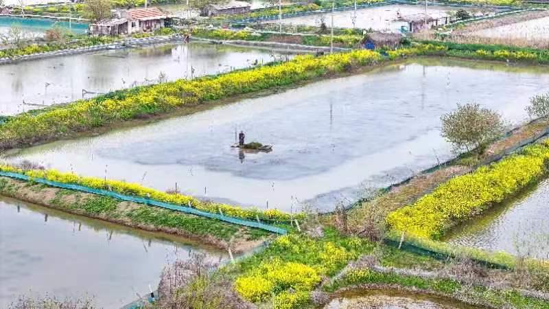 江苏泗洪蟹塘春耕早