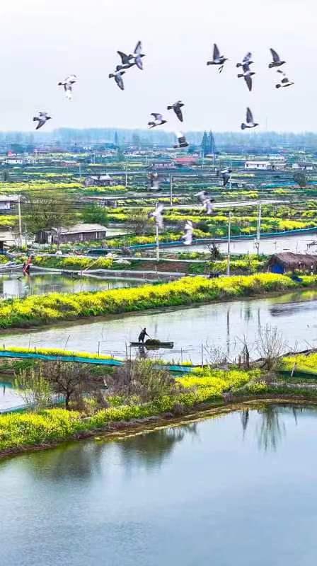 江苏泗洪蟹塘春耕早