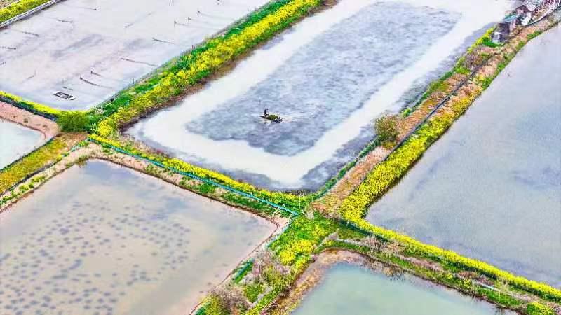 江苏泗洪蟹塘春耕早