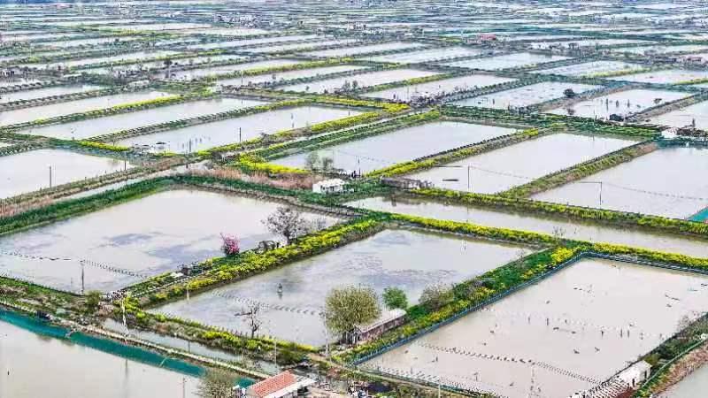 江苏泗洪蟹塘春耕早