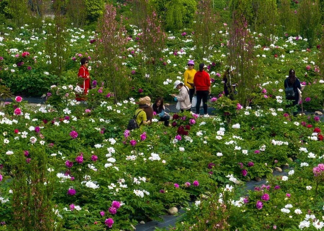 彭州牡丹出列十省名城联动共扬国色美名