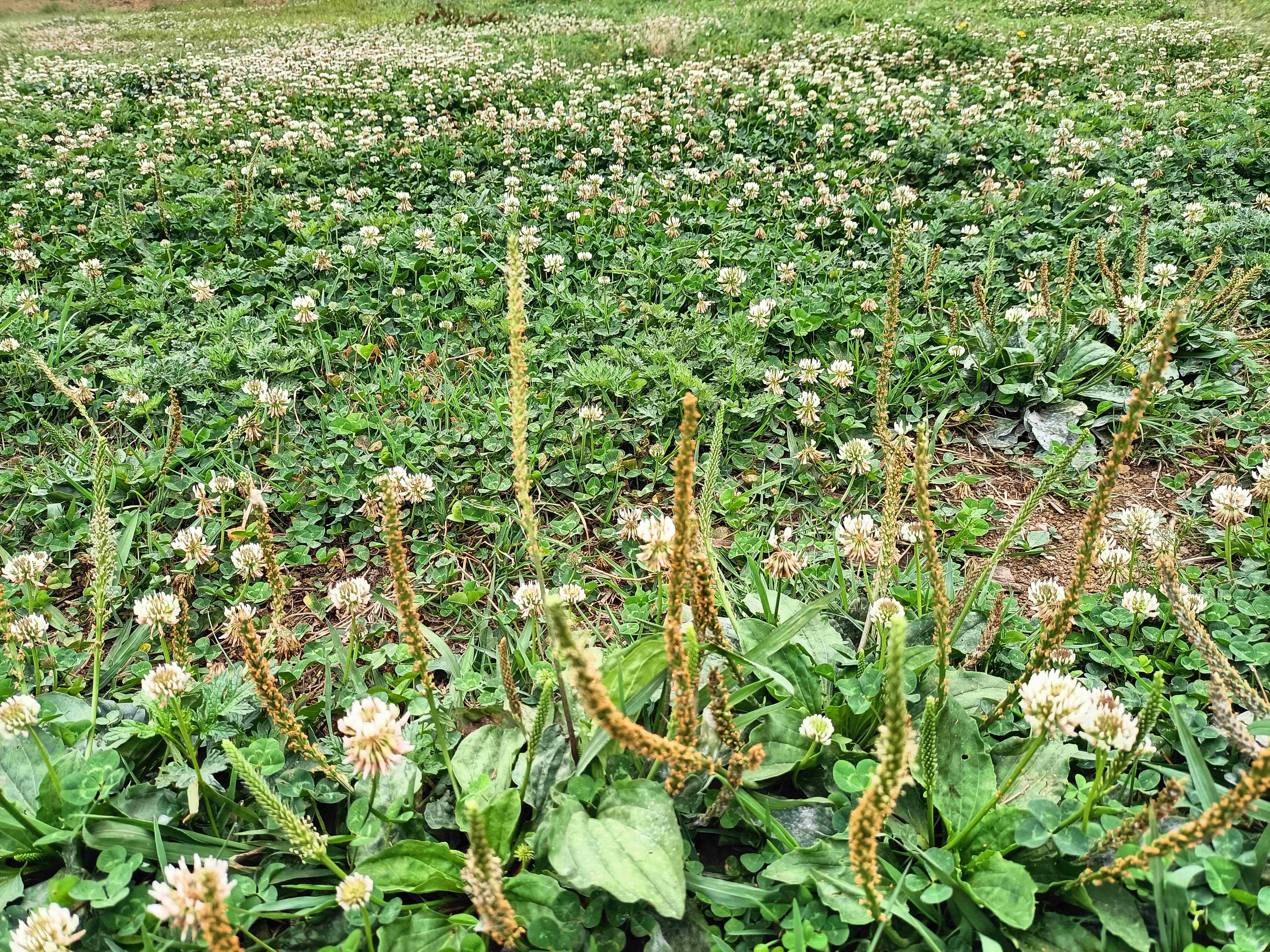 总面积15998.4平方米.因是每年举办一次,地不耕种各种杂草都长出来.