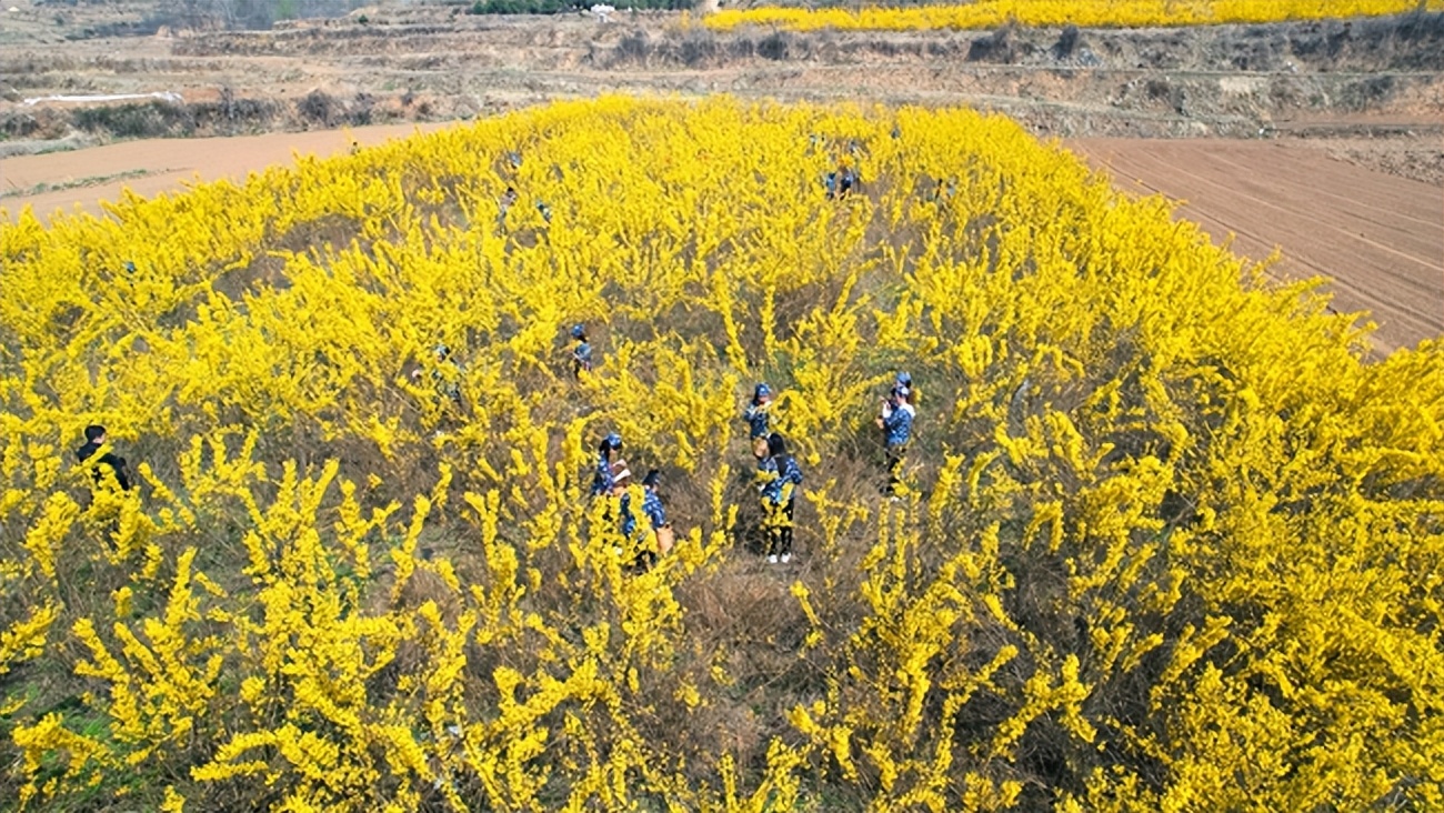 山西益林连翘花开采摘忙